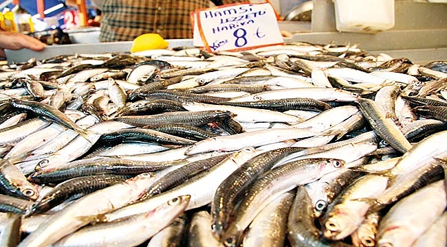 Hamsi 8 TL ’ye indi