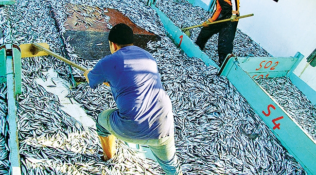 Hamsi ihracatı 9 milyon dolar kazandırdı