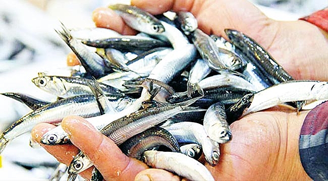 Hamsinin neden gelmediği ortaya çıktı