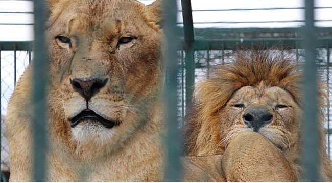 Hayvanat bahçesine 50 kuruş zam yapılınca ziyaretçi azaldı