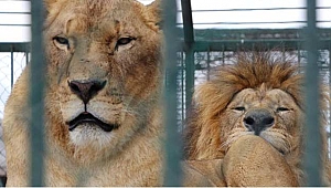 Hayvanat bahçesine 50 kuruş zam yapılınca ziyaretçi azaldı