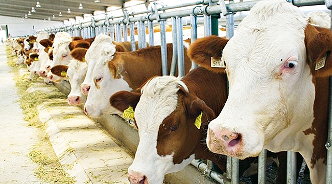 Her ile 3 örnek köy