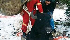 Manda kurtarma operasyonu