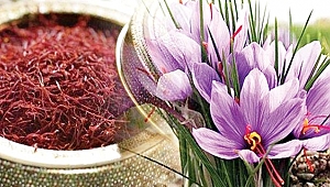 Safranın kilosu 25 bin lira