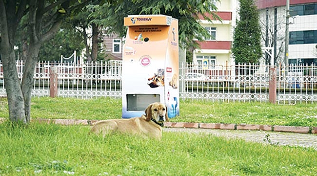 Tekkeköy’den sokak hayvanlarına özel