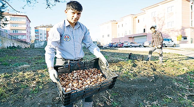 Terme'ye 20 bin lale soğanı dikilecek