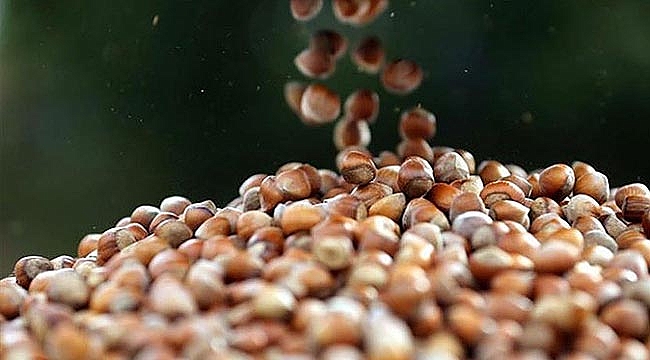 TMO fındık alımına ara verdi