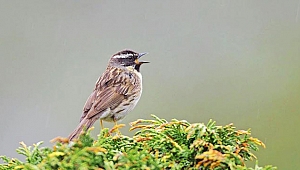 Türü bilinmeyen o bülbül  Samsun’da yakalandı