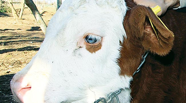 Üzerinde "ay-yıldız" bulunan buzağıyı 1 milyon dolara satışa çıkardı