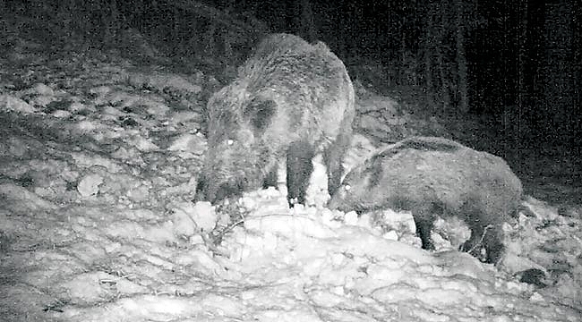 Yaban hayatı kayıt altında