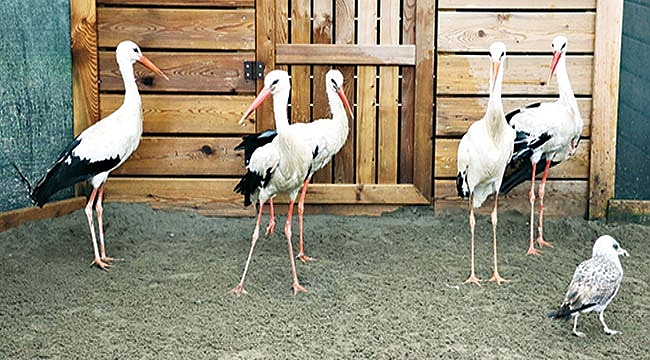 Yaralanan 5 yavru leyleğe anne oldular