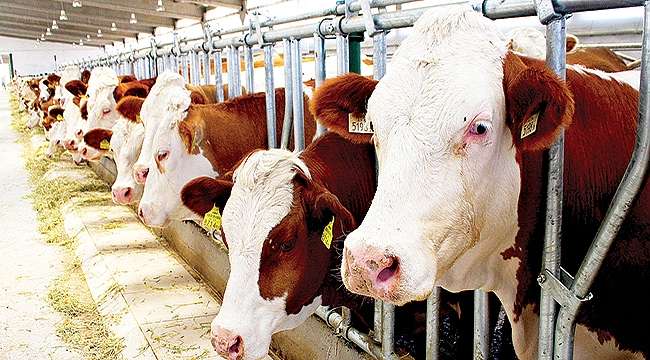 Yüzde 50 destek için son gün 31 Ocak