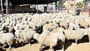 300 koyun için başvurular başladı