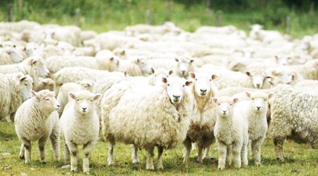 300 koyun için başvurular sürüyor