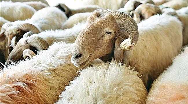 FAKIBABA:  ‘300 koyun projesi yanlış anlaşıldı’