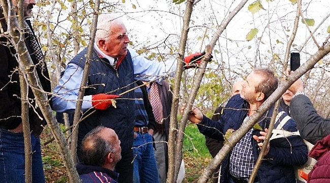 Fındıkta bilinçli budamanın meyveleri bu yıl alınacak
