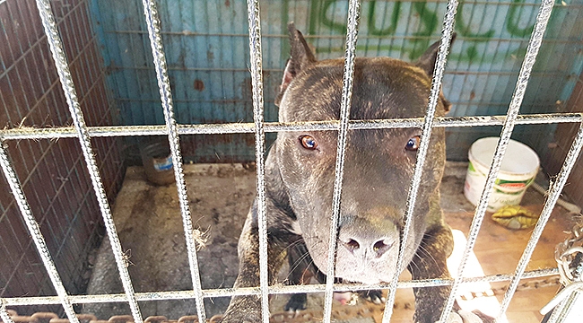 HAYVAN İSTİSMARI, İHMAL, KÖTÜ DAVRANIŞ VE SATIŞINA 104 BİN LİRA CEZA