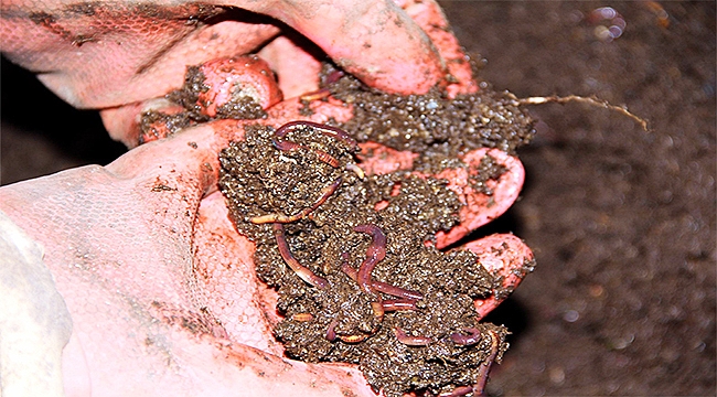 İnsanlar kanser olmasın diye 1 milyon solucan ile organik gübre üretiyor