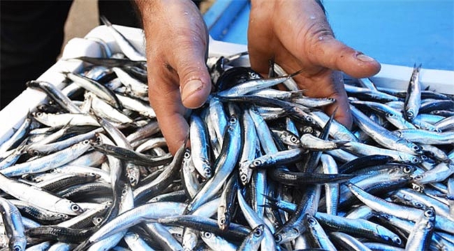 Kafa karıştıran iki açıklama! 150 bin ton hamsi nerede?