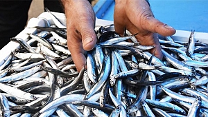 Kafa karıştıran iki açıklama! 150 bin ton hamsi nerede?