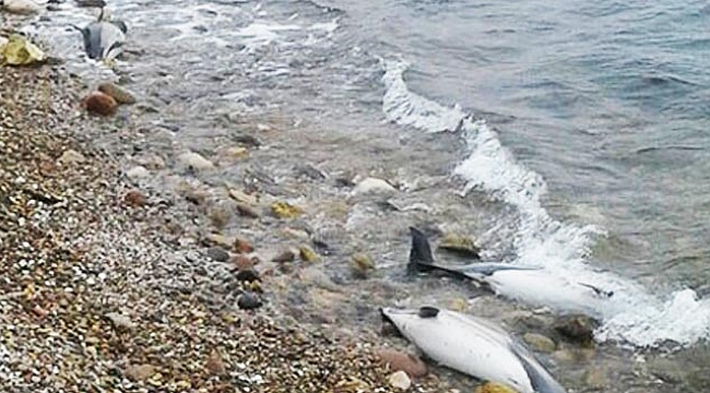 Karadeniz'de yunus ölümleri arttı