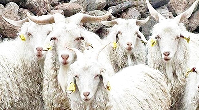 Küçükbaş üreticisine destek yağacak