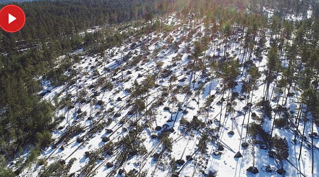 Kuvvetli rüzgar yüzlerce ağacı kökünden söktü