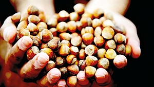 MO’nun kabuklu fındık  satışı olumlu karşılandı 