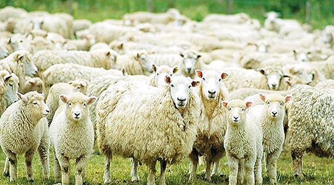 Samsun'da heyecan yarattı! 