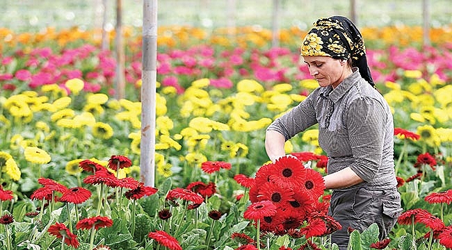 Samsun yılda 4 milyondan  fazla süs bitkisi üretiyor
