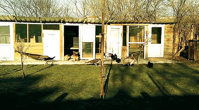 Samsunlu avcı evinin bahçesinde 35 türde hayvan besliyor