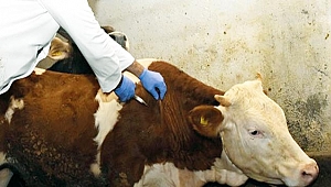 ŞAP HASTALIĞI, YÜZLERCE HAYVANI ÖLÜMLE TEHDİT EDİYOR