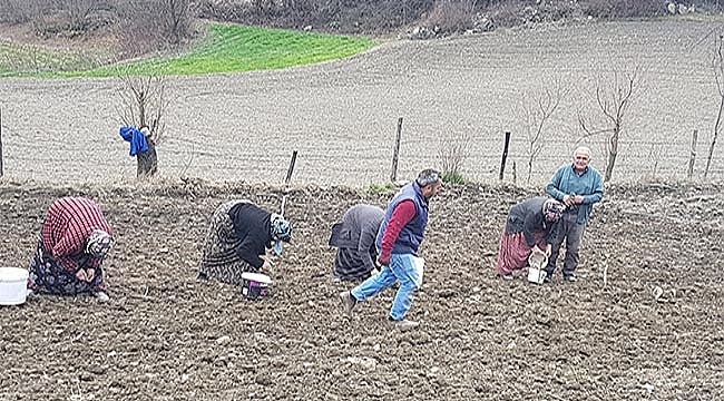 Sarımsak var, rağbet yok