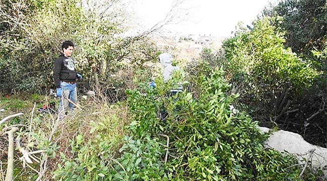 Sinop’ta defne yaprağı gelir kapısı oldu