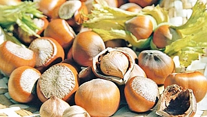 'Türk Fındığı' imajı dünyaya tanıtılacak