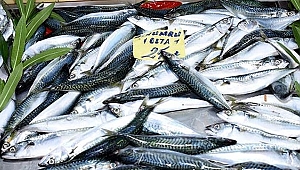 Uskumru hamsinin tahtını sallıyor