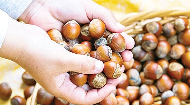 Yüzde 45'i Trabzon'dan