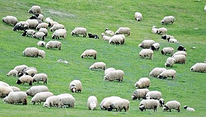 300 koyun projesinin kapsamı genişletilmeli