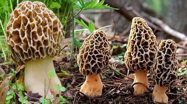 Bulan köşeyi dönecek! Herkes onu arıyor...