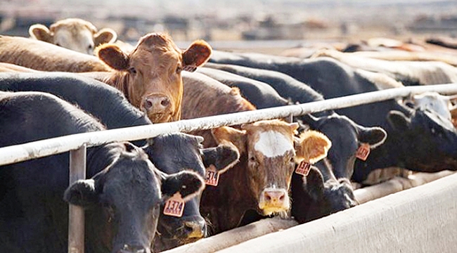 Genç çiftçilere 931 milyon lira destek