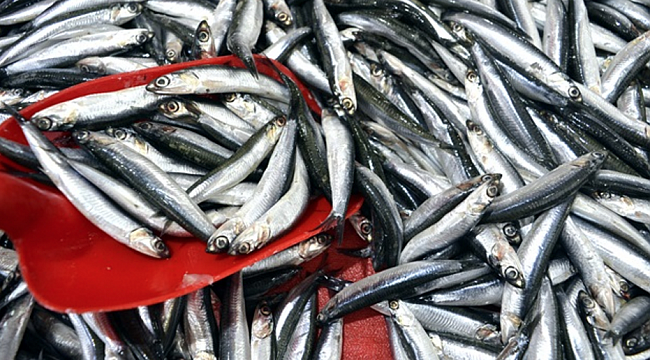 Hamsi yeniden tezgahlarda