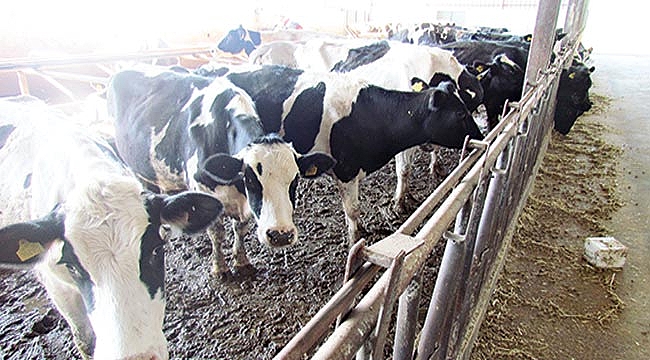 Havza’da hayvan pazarı kapatıldı