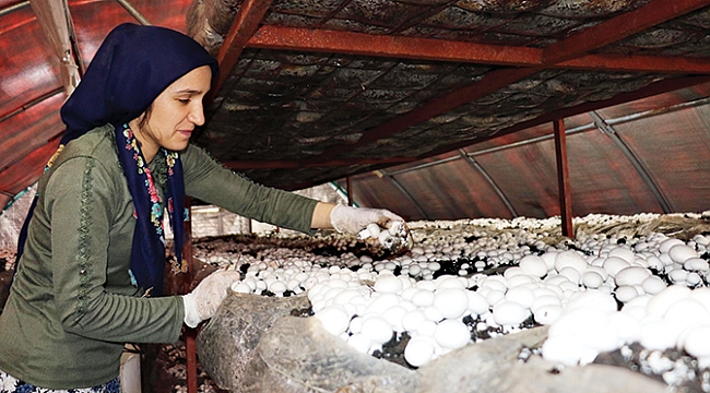 Kadın girişimciler mantar üretiyor