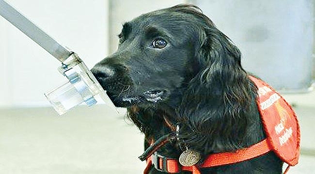 Kanseri teşhis edecekler