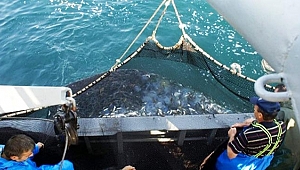 Karadeniz’de hamsi ve mezgit tehlikede