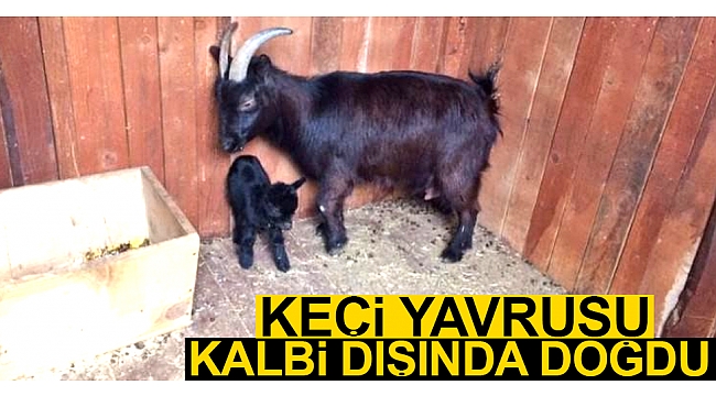 Keçi yavrusu, kalbi dışında doğdu
