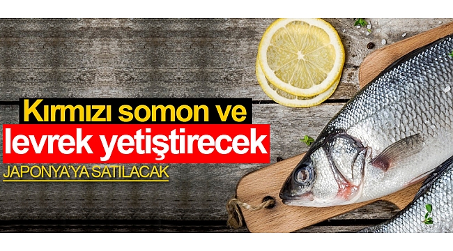 Kırmızı somon ve levrek yetiştirecek
