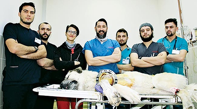 Koca yürekli veteriner hekimler