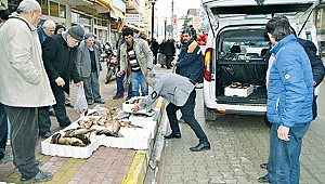 Ölçüleri tutmayan sazanlar toplandı 