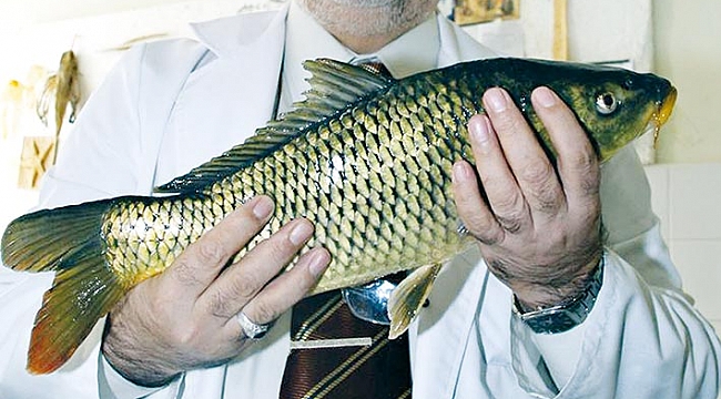 OMÜ'LÜ PROFESÖRDEN KORKUTAN İDDİA: ‘İsrail sazanı istilası altındayız’